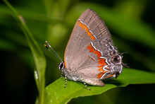 Macro Profile View Of A Red-banded Hairstreak (Calycopis Cecrops). Raleigh, North Carolina.