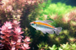 Aquarium fish : Congo tetra fish (Phenacogrammus interruptus) is a species of fish in African tetra family, found in the central Congo River Basin in Africa. Selective focus with blurred background