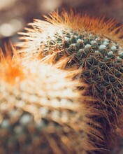 Closeup Of A Beautiful Prickly Cactus