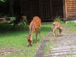 道端の草を喰む三峯神社そばに現れた野生の鹿