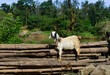 An Asian goat standing on wooden logs in a forested area
