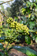 Green coffee beans growing on a bush in a plantation
