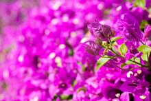 Pink Bougainvillea Blooming Flower Good For Background Single Focus Blurred Pink Backdrop