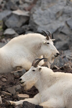Mountain Goats Resting On Rocks
