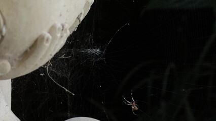 Spider crawling around creating web, close up