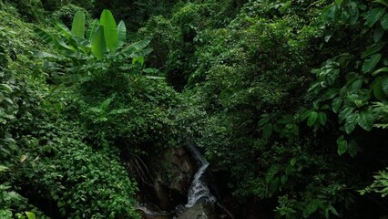 Wall Mural - beautiful Tree and Leaf natural leaves and stream green forest in the  mountain concept back ground cover page environment ecology or nature wallpaper