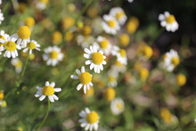 Close Up On Roman Chamomile, With Small Yellow And White Daisy Like Flowers In The Summer Garden