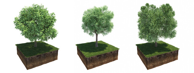 Wall Mural - Deciduous tree and soil cut under it, 3d render