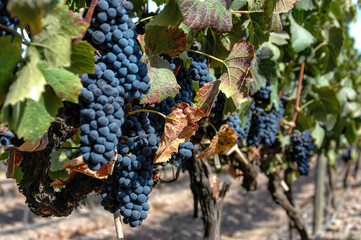 Grape plantation in winery. Santiago, Chile