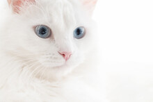 Portrait Of White Fluffy Cat With Blue Eyes