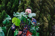 © Westend61 - Cheerful man carrying potted plants at back yard