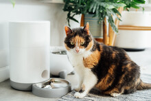 Well-fed Multicolor Cat Waiting For Food Near Smart Feeder Gadget With Water Fountain And Dry Food Dispenser In Cozy Home Interior. Home Life With Pet. Healthy Pet Food Diet Concept. Selective Focus
