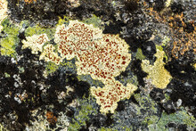 Close-up Of Lichen Covering Rocky Surface