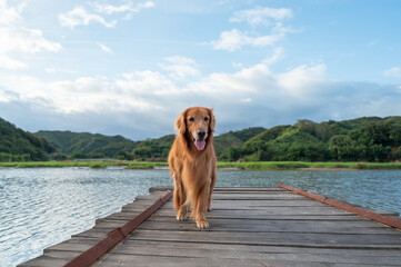 Wall Mural - Golden Retriever standing on a wooden pier by the lake