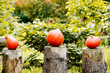 Dynie w jesiennym ogrodzie - dekoracje jesienią - dynie ozdobne