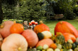 Ozdobne dynie na halloween, jesienna dekoracja w ogrodzie, październik 