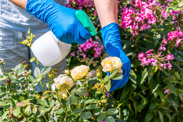 gardener treats roses in the garden with a garden sprayer from insect pests