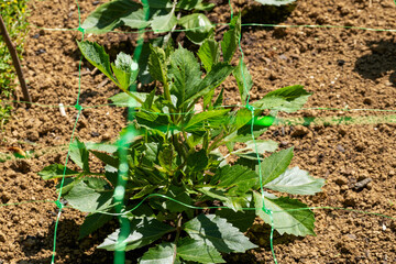 Wall Mural - cut flower netting. plant support net. using plastic garden netting to support dahlia plants.