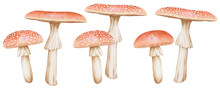 Red Mushrooms Isolated