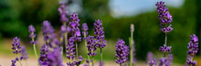 Lavender In Full Bloom With Its Beautiful Purple Color Flowers. Purple Lavender Plant Banner.