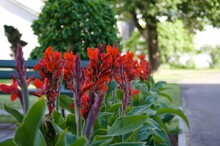 Close-up Shot Of Red Canna Flowers In A Park