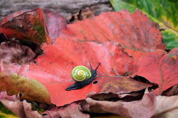 Wall Mural - Cuban snail (Polymita picta) world most beautiful land snails from Cuba , its known as 