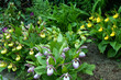 Beautiful orchid flowers of yellow and pink color. Lady's-slipper  hybrids.