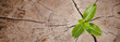 Closeup tree new life growth ring. Strong green plant leaf growing on old wood stump. Hope for a new life in future natural environment, renewal with business development and eco symbolic concept.