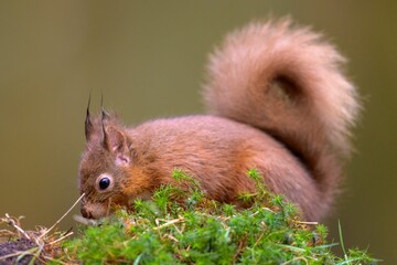 Sticker - Closeup of a cute red squirrel in the woods