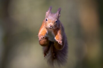Wall Mural - Closeup of a cute red squirrel leaping in the air