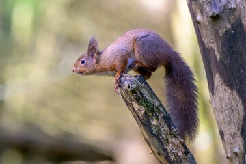 Wall Mural - Closeup of a cute red squirrel ready to jump from a branch
