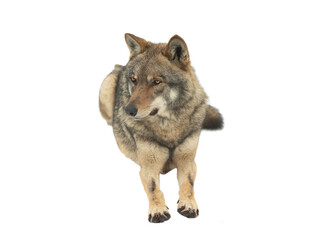  gray wolf lie up on the snow on a white background