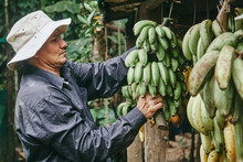 Male Farmer Hanging Bananas Outside Shed