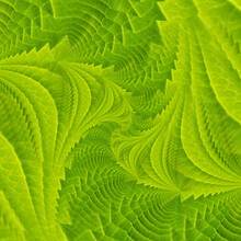 Contemporary Many Shades Of Bright Green Fractal And Creative Spiral Design