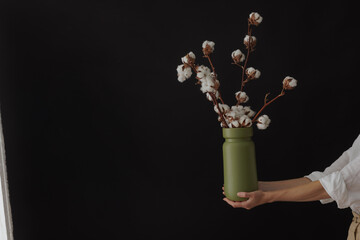 female hands hold a branch of cotton flowers on a dark background with space for text
