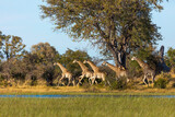 Fototapeta Sawanna - South African giraffe or Cape giraffe (Giraffa camelopardalis giraffa) running. Okavango Delta. Botswana