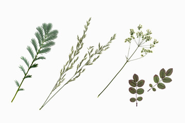 Wall Mural - four different green dry plants on white