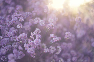 Canvas Print - Beauty violet flowers backdrop. Beautiful tiny Kermek flower. Limonium platyphyllum dried flowers. Statice, Statica beautiful plant for floristry