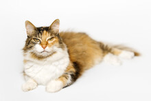 Three Colored Long Fur Calico Cat Is Lying, Looking At The Camera On Light Gray Background.