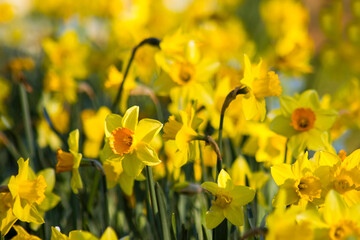 Canvas Print - The daffodil flowers in a park