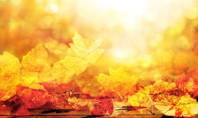 orange fall leaves, autumn natural background