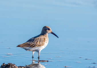 Wall Mural - Der Alpenstrandläufer (Calidris alpina)
