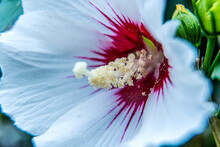 White Flowers Of Hibiscus Grandiflorus, The Swamp Rosemallow. Close-up Of A Crimsoneyed Rosemallow Flower
