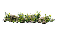 Cutout Rock Surrounded By Yellow Flowers. Garden Design Isolated On White Background. Flowering Shrub And Green Plants For Landscaping. Decorative Shrub And Flower Bed.