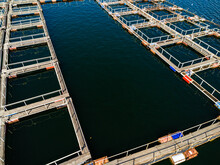 Aquaculture Farm. Cultivation Of Fish, Molluscs, Shrimps