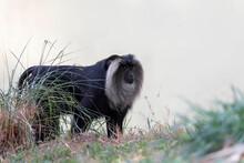 Lion Tailed Macaque Monkey From Evergreen Indian Forest