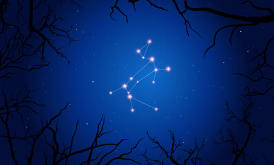 Wall Mural - сonstellation of canis major. stars on the blue night sky with silhouette of tree. constellation sch