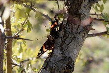 Red Admiral Butterfly On Tree Trunk In Fall Season