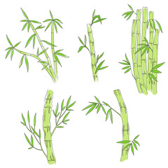  Bamboo plant. Bambos leaves and stalk. Vector line. Editable outline stroke thickness. Color Illustration.