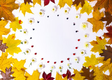 Round Frame From Yellow And Faded Brown Autumn Leaves Of Maple, Oak, Fresh Yellow Chrysanthemum Flowers, Rowan Berries And Wild Grapes Isolated On White Background.